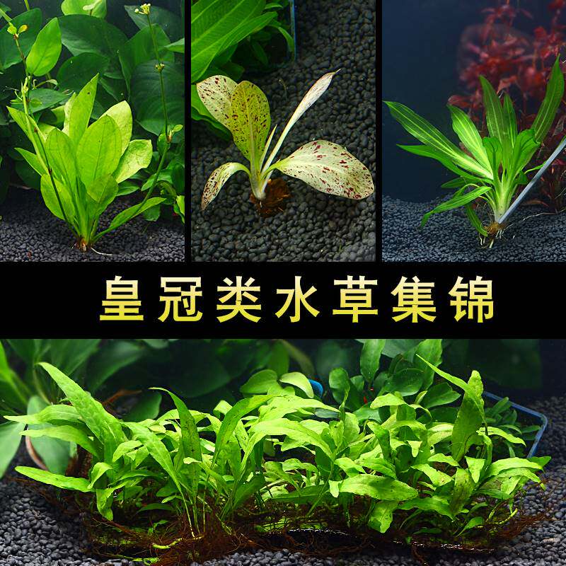 速发细叶铁铁陀草沉木 热带鱼草缸造景懒人真水草植物入门级淡水