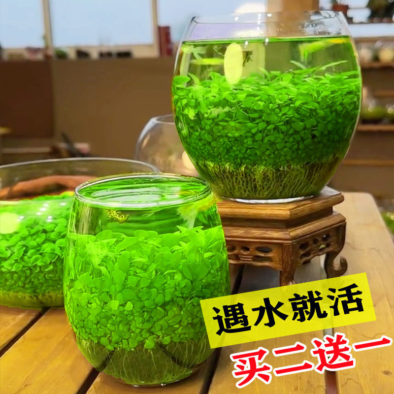 速发生态玻璃鱼缸水型乌龟缸小草籽植物真草造景桌面客厅家用