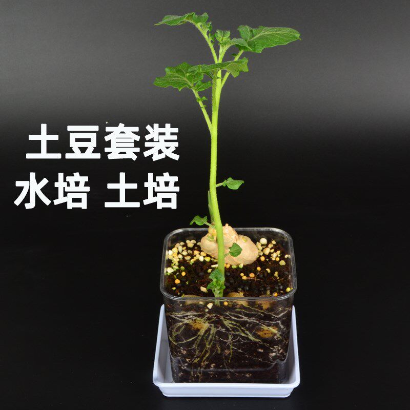 速发土培水培土豆盆栽马植薯物儿园小学生植物角装饰观察铃幼生长