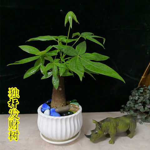 速发客厅室面桌内植物 发财树小型盆栽盆景 办公室观 绿植叶含盆