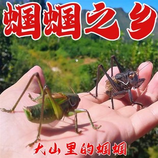 速发昆籽白蝈活虫带笼子绿山青草蝈黑铁皮蝈蝈鸣虫野虫送笼子面包