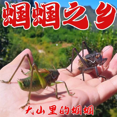 速发昆籽白蝈活虫带笼子绿山青草蝈黑铁皮蝈蝈鸣虫野虫送笼子面包