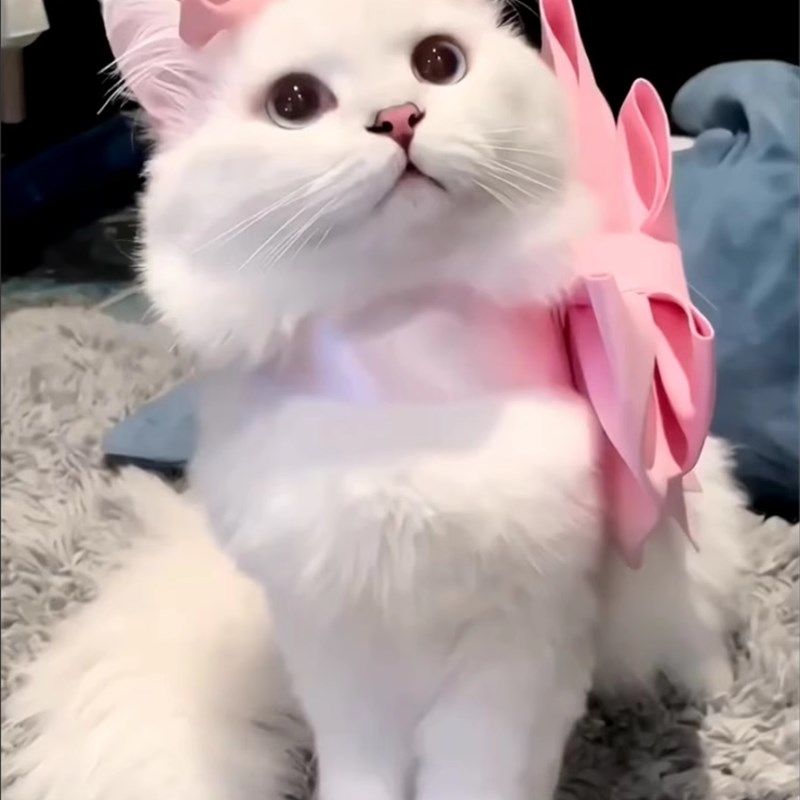 速发猫咪蝴蝶项玛丽猫领猫项链装饰狗结圈布偶结德文可爱幼猫