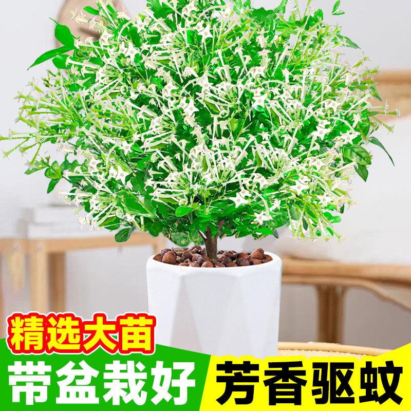 速发驱蚊植室夜来香盆栽庭院物内室外驱虫绿植物四卉花季开花好养