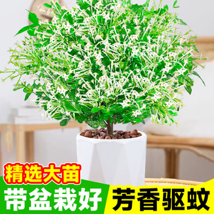 速发驱蚊植室夜来香盆栽庭院物内室外驱虫绿植物四卉花季开花好养