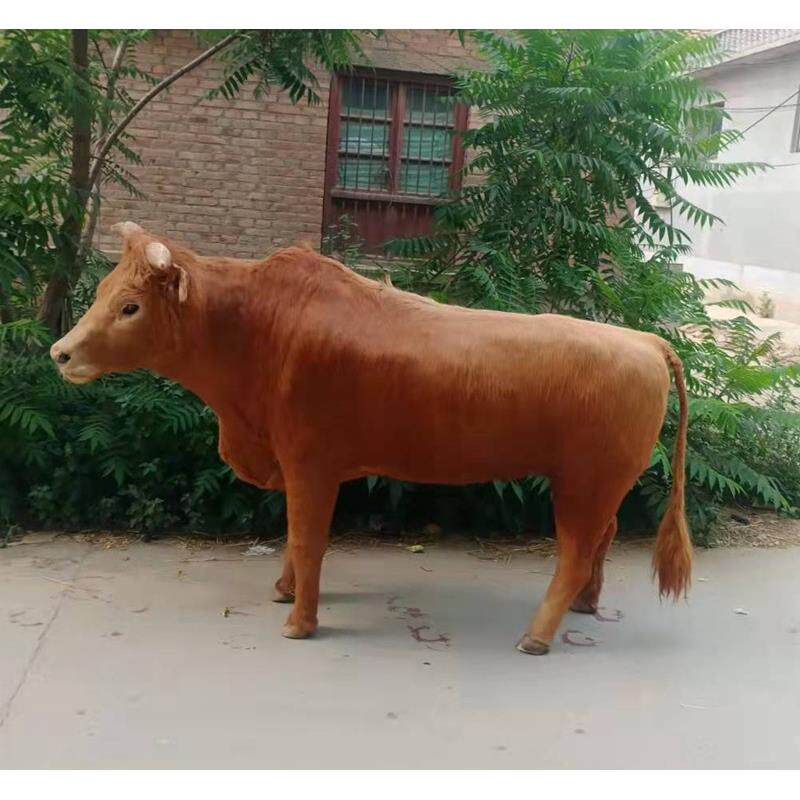 仿真动物大型黄牛模型仿真奶牛模型毛动物仿真鲁西南黄牛大牛摆件