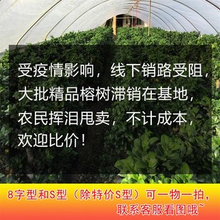 榕树盆景老桩 大型S造型金钱榕盆栽人参榕苗木树大室内庭院小叶榕