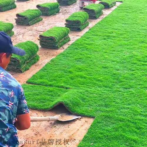 好货With soil, real lawn, turf, courtyard greening, green gr