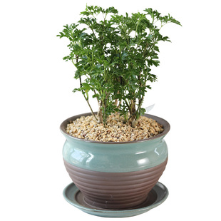 羽叶福禄桐盆栽客厅植物树桩四季常青室内绿植花卉发财树净化空气