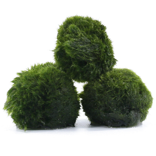 鱼缸水族箱造景水草绿藻球水藻球虾缸绿毛球草缸水草观赏球好养