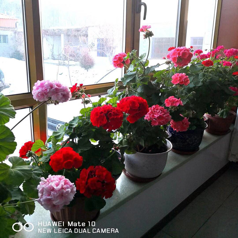 重瓣天竺葵盆栽花苗垂吊大花卉植物室内四季带花发货开花不断好养