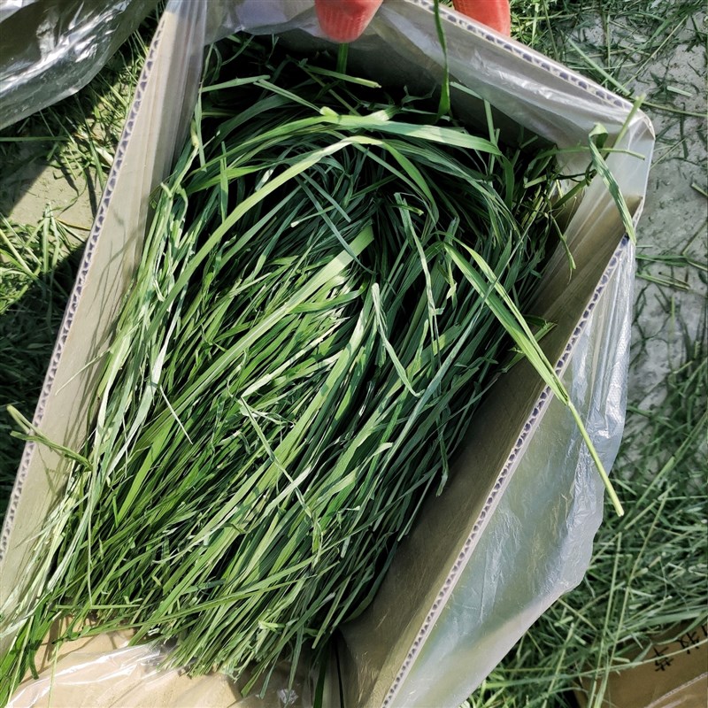 1kg烘干提草提摩西草北提箱装兔草兔兔干草豚鼠龙猫食物饲料兔子