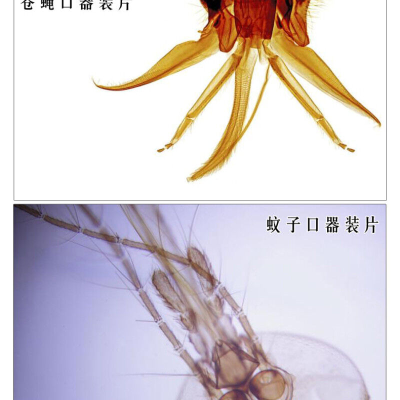 好货晶胜达儿童显微镜配件生物标本切片科普套装昆虫动物植物组织