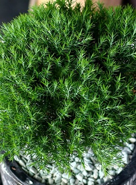 心森岚雾凇招财桌面老桩绿植小盆景室内办公室雾松放青松植物盆栽