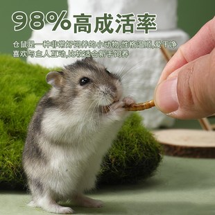 极速鼠类小宠物家养小苍仓鼠一公一母金丝熊活物三线布丁好养活的