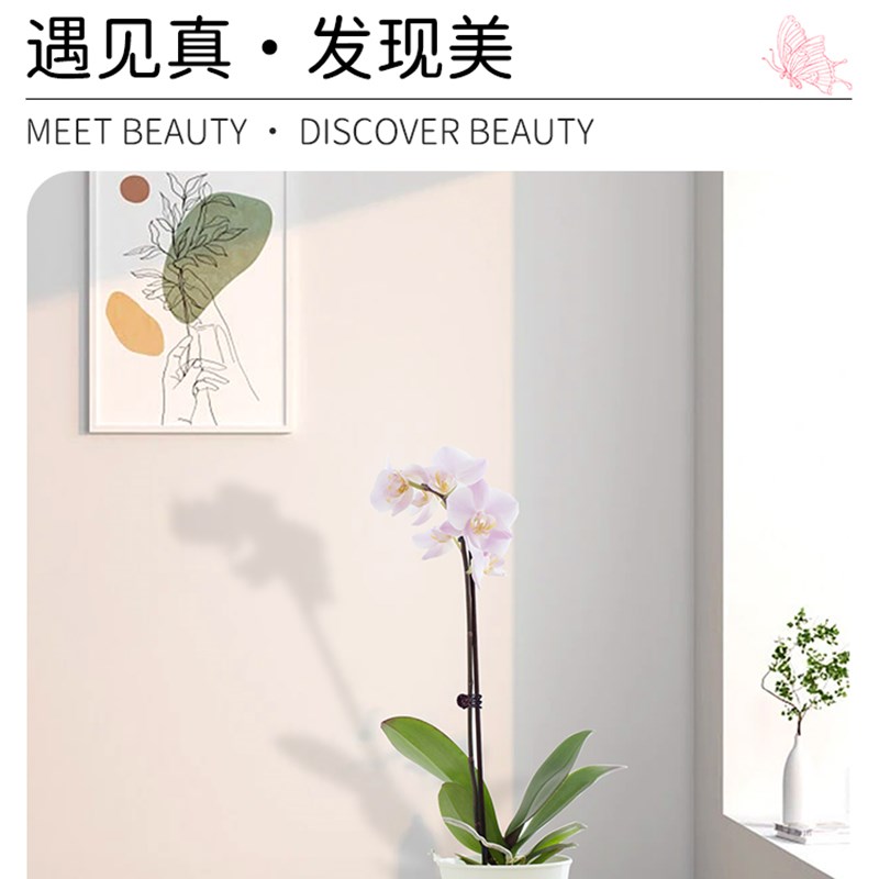 好货植物固定夹蝴蝶兰支架支撑杆造型架子园艺花卉花枝夹子蔓藤爬