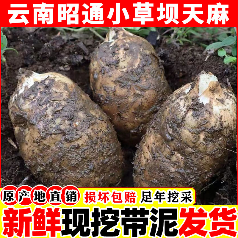正宗云南昭通小草坝新鲜天麻野生特级礼盒装现挖现发乌天麻中药材