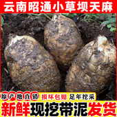 正宗云南昭通小草坝新鲜天麻野生特级礼盒装 现挖现发乌天麻中药材