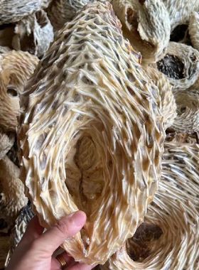 深海刺龟鱼皮刺豚皮海海胆刺猬皮刺猬鲍鱼养胃海鲜干货食材煲汤