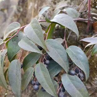 云南深山透骨香中药材透骨草滇白珠种子满山香泡脚泡酒500克包邮