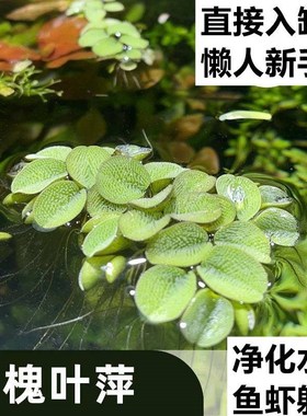 鱼缸净水槐叶萍浮萍水草圆心萍净化水质水培绿植办公室鱼虾龟Y600