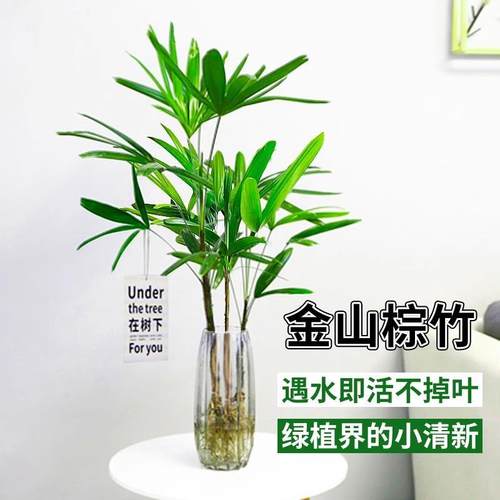 速发水培植物棕竹盆栽招财竹室内观常竹音绿观叶耐阴好养办公室富
