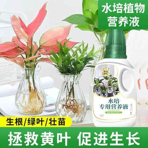 速发水培植物营养液钱用型碗莲铜通草睡莲龙柳红梅春羽水栽水生水