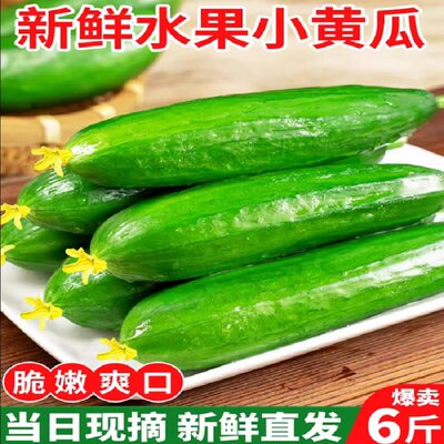 生吃脆新鲜荷兰无刺包邮小黄瓜