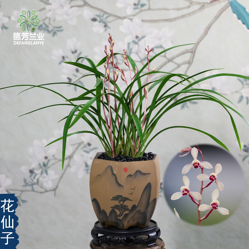 兰花苗兰花仙子带瓷盆种好桌香好养花建浓卉绿67935356植盆栽面兰