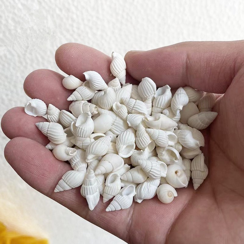 速发迷你小海螺宝曼茶罗宝石供曼扎修石七宝小白海七螺宝石一份50