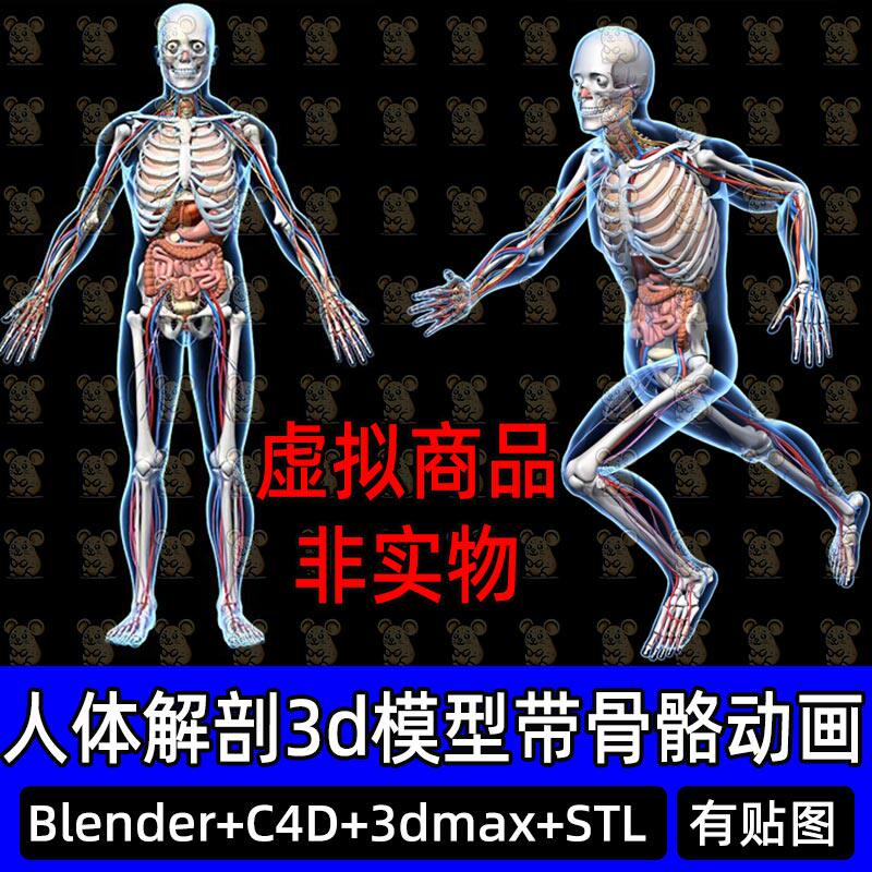 Blender人体全身解剖骨骼神经3D模型有骨骼动画动作C4D 3dmax STL
