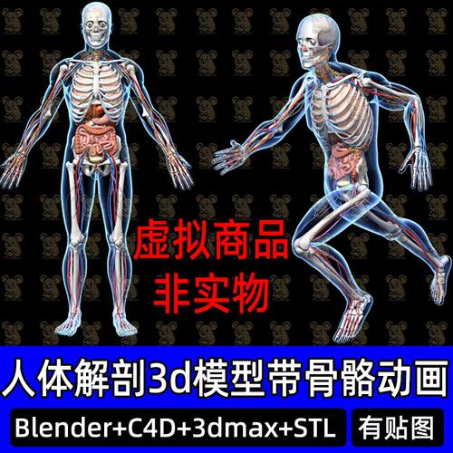 Blender人体全身解剖骨骼神经3D模型有骨骼动画动作C4D 3dmax STL