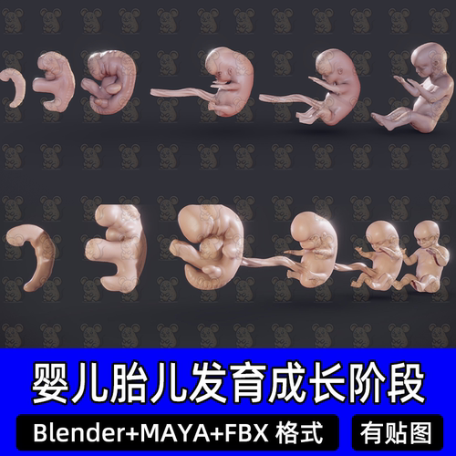 Blender MAYA胎儿发育成长过程三维模型c4d婴儿阶段脐带胎儿FBX
