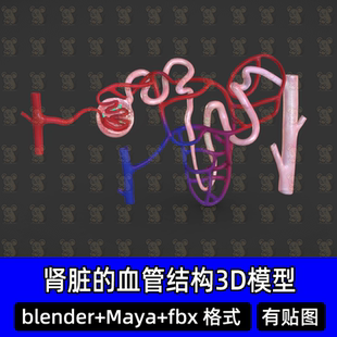 maya blender肾脏的血管和肾小管结构解剖3D模型3dmax素材FBX c4d