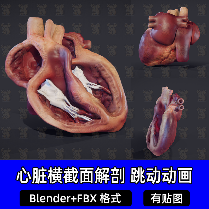 blender写实心脏横截面解剖内部结构心脏瓣膜闭合跳动画3DMAX FBX