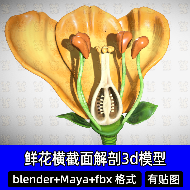 maya Blender鲜花横截面解剖结构花蕊花瓣花药子房胚珠3d模型fbx