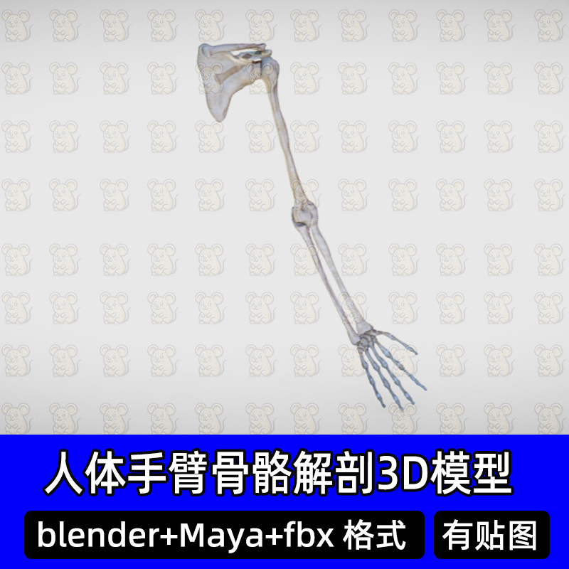 3D模型素材3Dmax医学模型手部关节结构解剖手臂骨骼肱骨blender