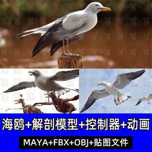 Turbosquid影视MAYA逼真写实海鸥3D模型白鸽cg鸟类绑定动物3A模型