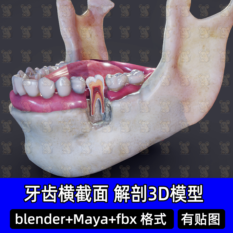 3D模型FBX医学结构解剖牙齿剖面牙龈口腔blender口腔牙神经maya