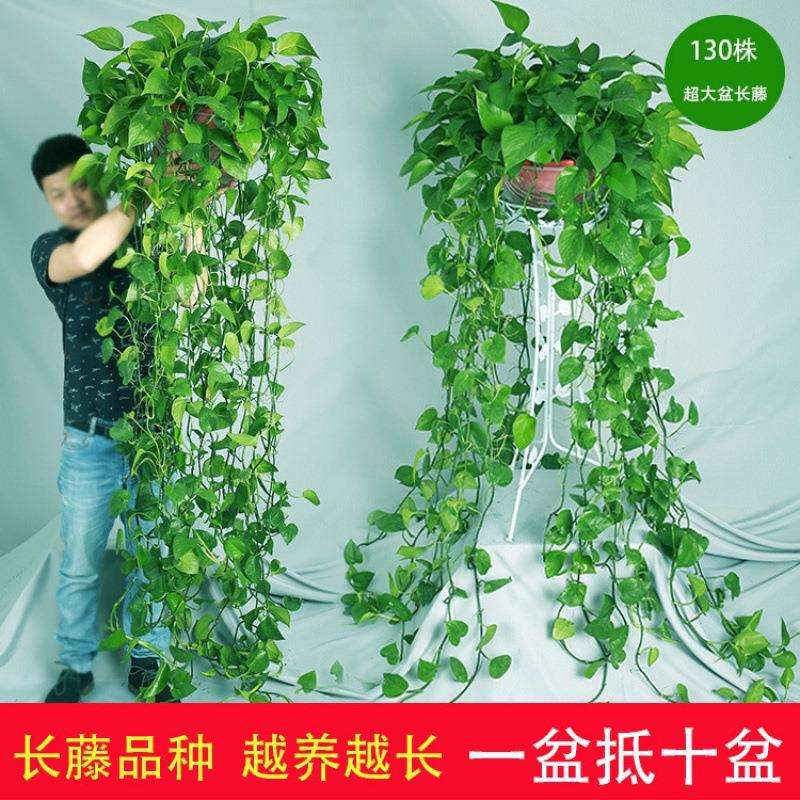 长藤绿萝水培绿萝长藤款特大超长藤绿萝室内大型植物绿萝除甲醛