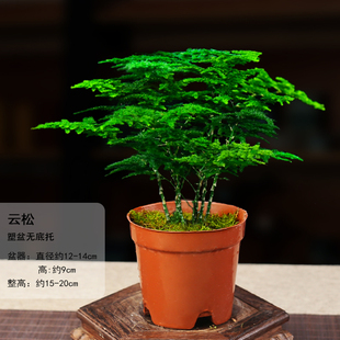 唐山矮生云松正宗文竹盆栽办公室内桌面好养活绿色净化空气微盆景
