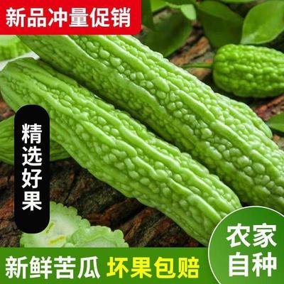 新鲜苦瓜5斤农家自种凉瓜苦瓜脆嫩营养蔬菜山东产地现摘现发当季