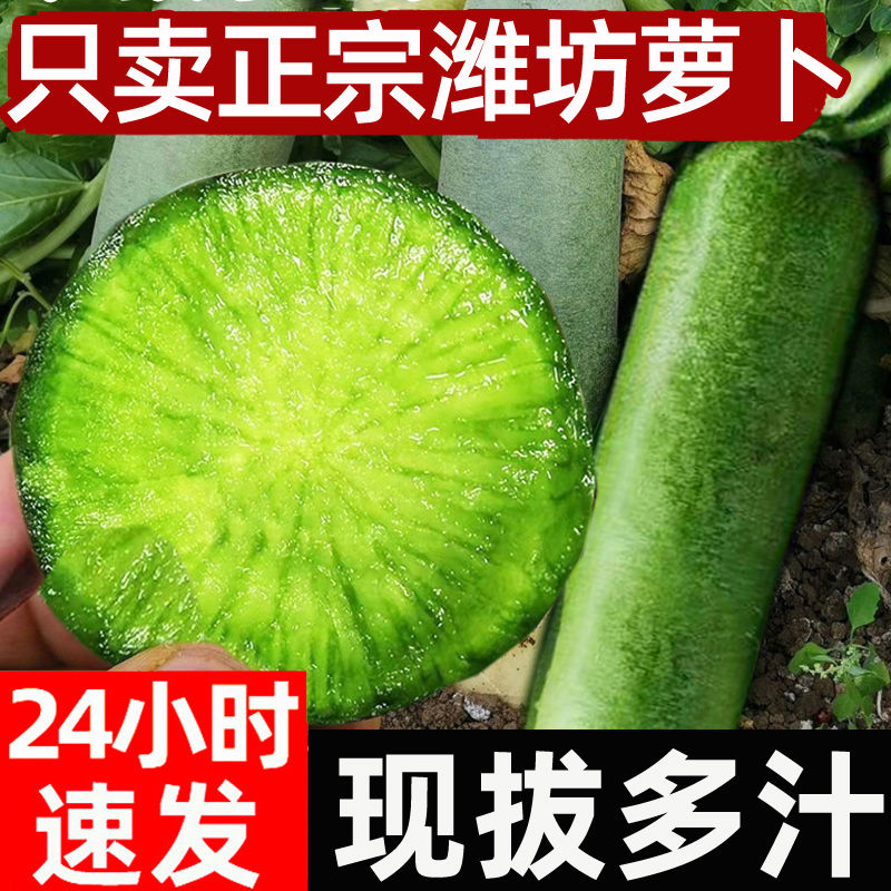 潍坊水果萝卜甜脆型生吃正宗萝卜新鲜青紫美人冰淇淋凤梨绿萝卜