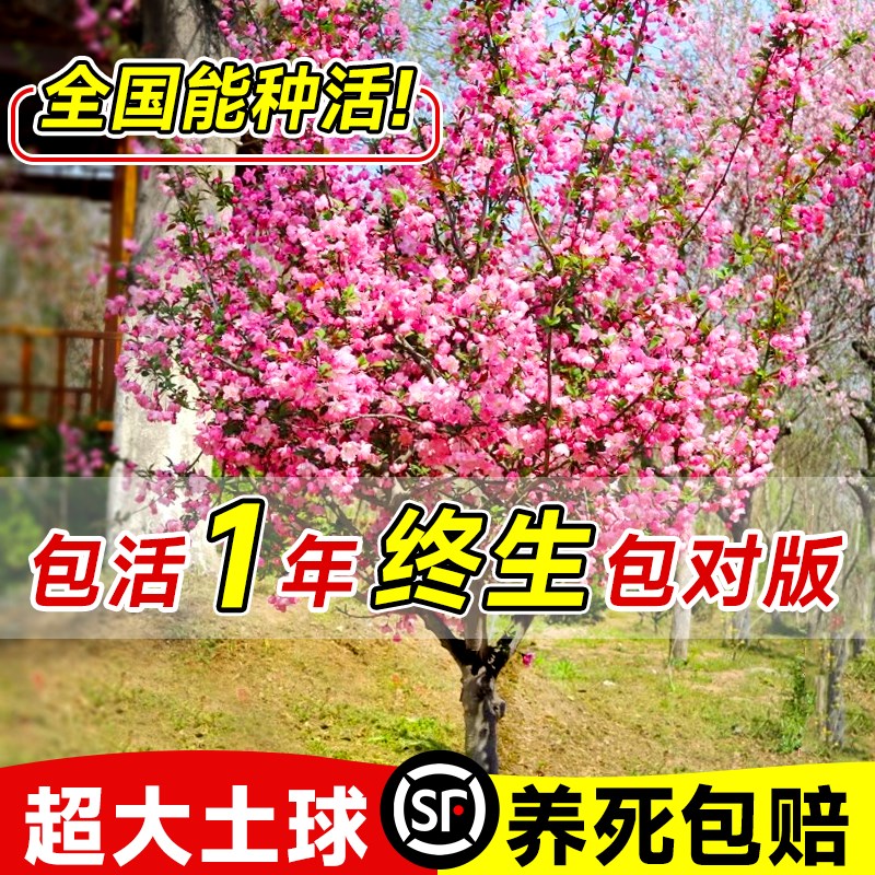 速发海棠高杆西府垂丝海季四苖果树庭院盆栽地树棠开花大型风景树