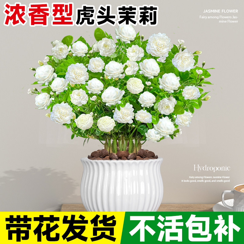 速发茉莉花盆栽带子苞老花栀花花室内台四季易活绿植物桩卉花苗