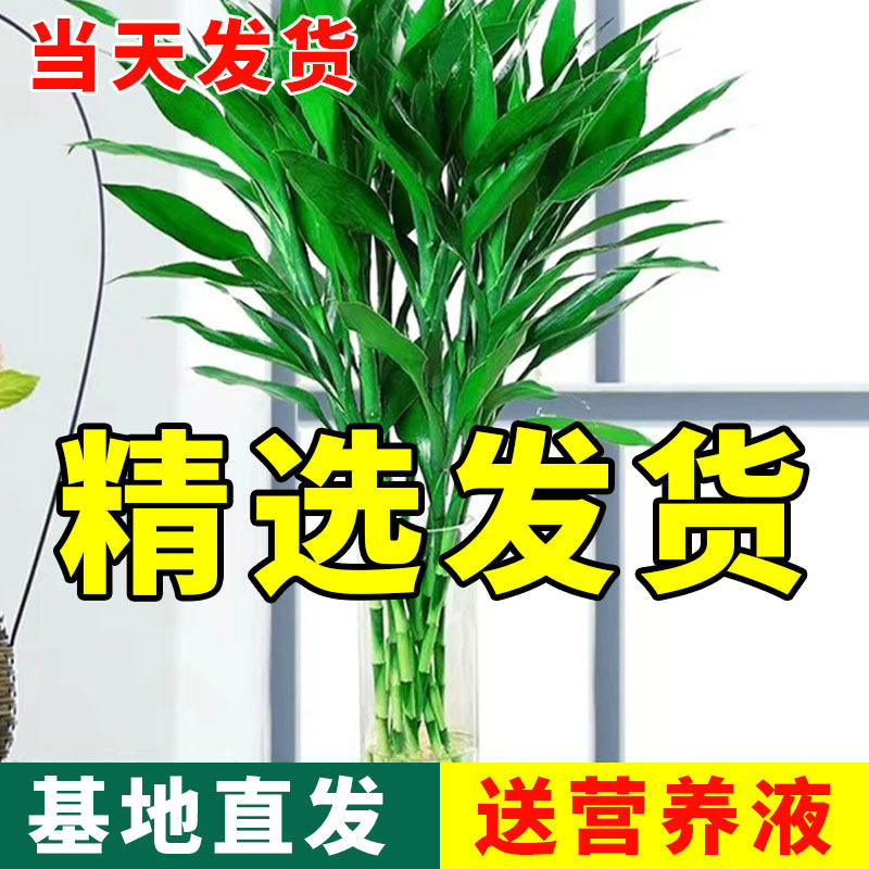 速发富贵竹水培植物带根转运竹室内盆水花卉绿植物绿栽萝养发财树