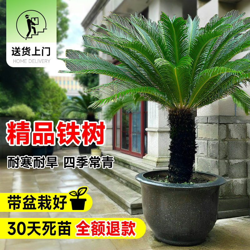 速发铁树盆栽公母一对大型龙铁树绿植老门盆景厅客室内大桩口工程