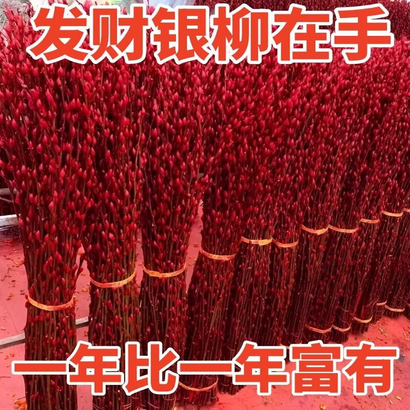 速发【招财银留卉大柳真花鲜枝年宵花】银红色银柳干花柳枝水养装