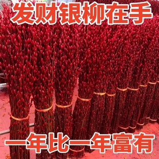 速发【招财银留卉大柳真花鲜枝年宵花】银红色银柳干花柳枝水养装
