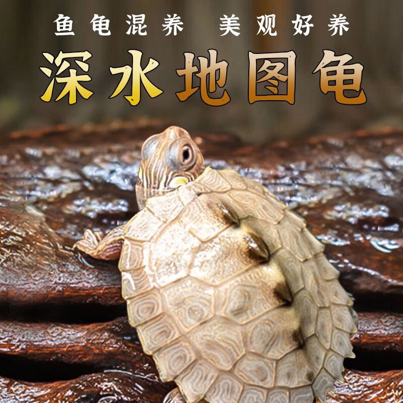 现货速发密西西比地龟深水龟鱼缸混养小乌龟活物家养观赏龟小宠迷